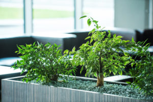 växter på kontoret