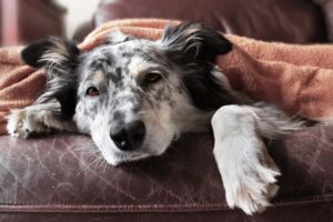 hund och hundhår i soffan
